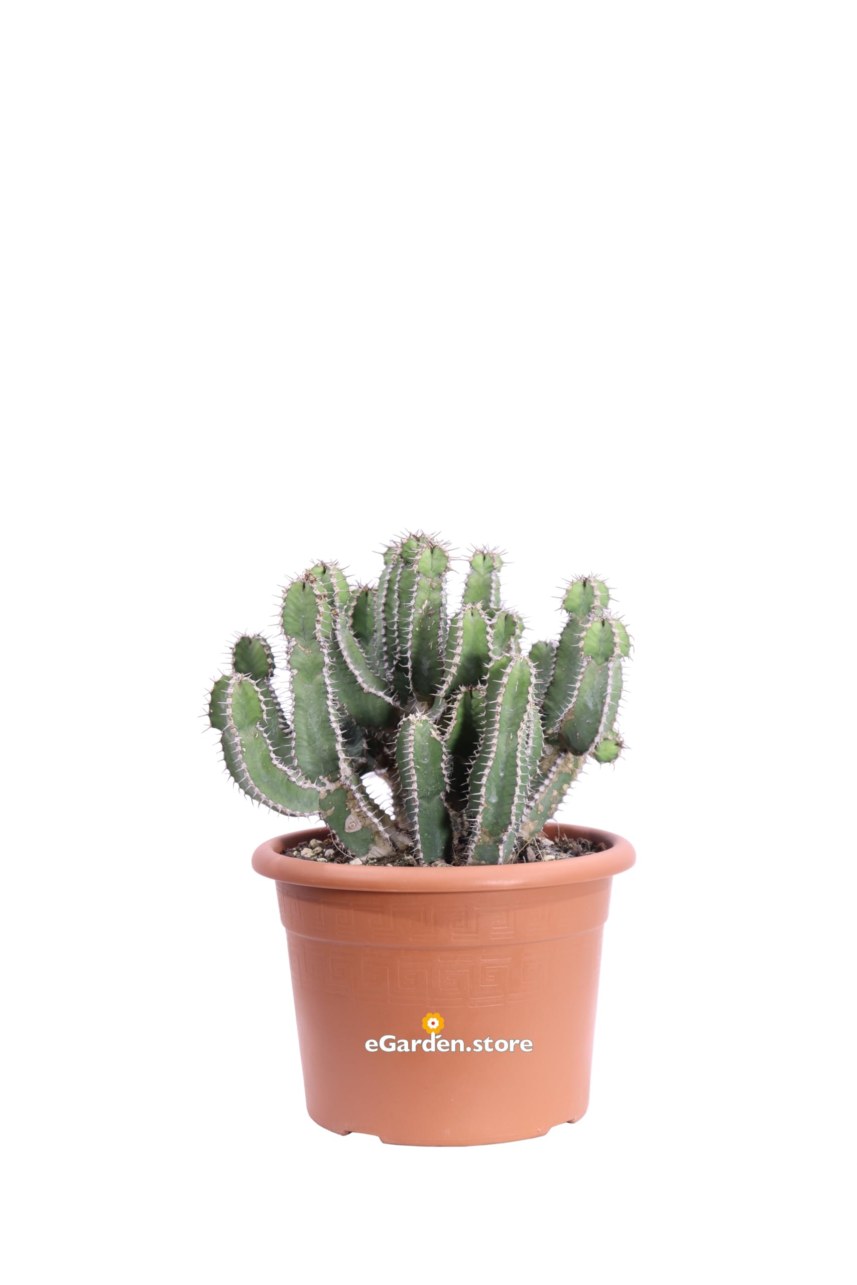 Pianta di Euphorbia Polyacantha Pianta Cactus A Lisca Di Pesce pianta grassa pianta ornamentale fioritura gialla pianta con spine pianta da esterno o interno pianta vera venduta da eGarden.store
