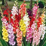 Flores Jardín,Fácil Cuidar,Gladiolos Bulbos,Flor Ornamental,Bulbo Gladiolo Color Mezclado,Planta Rara,Exótico-5 Bulbos