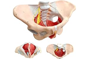 3B Scientific Female Pelvis Model with Pelvic Floor Anatomy