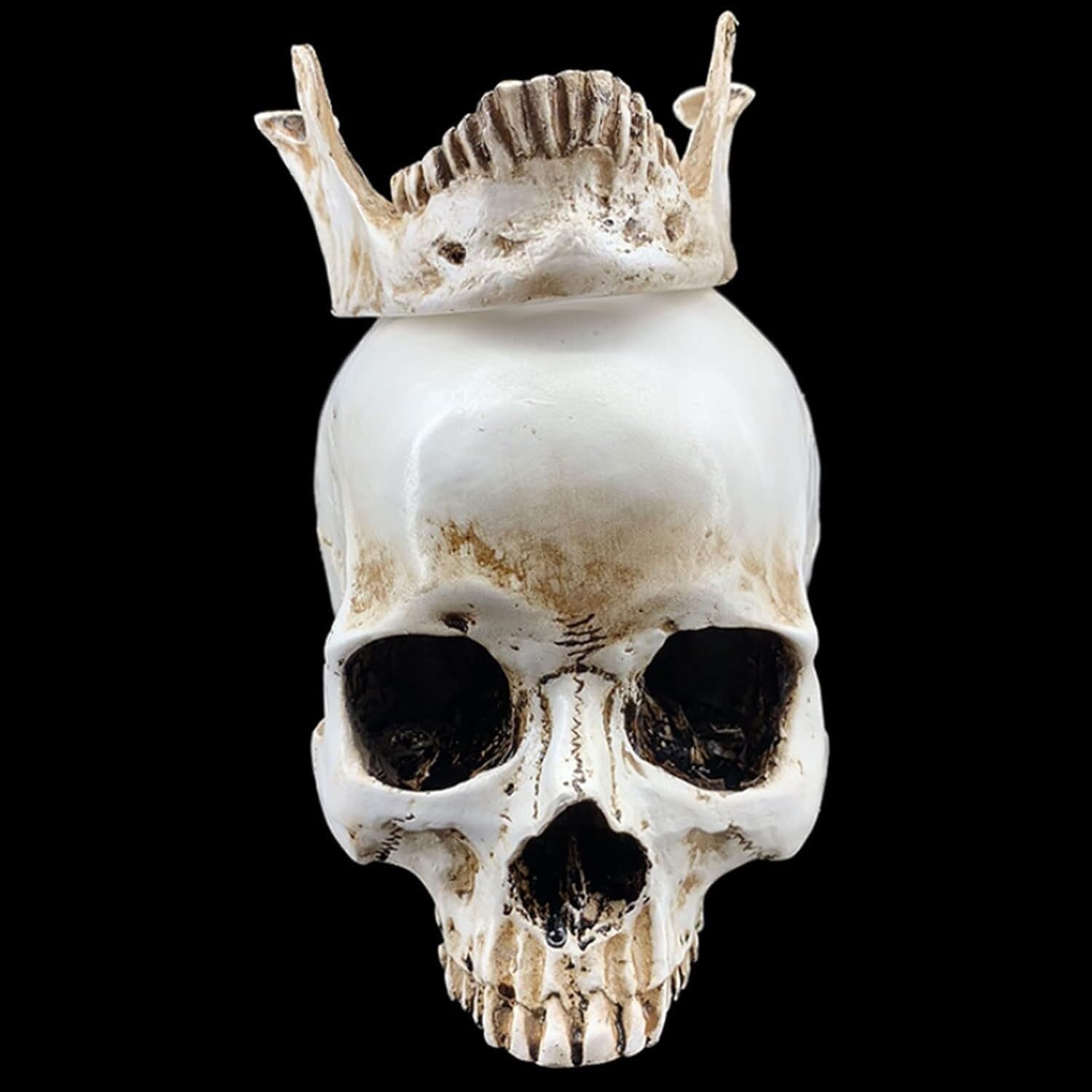 Anatomía De La Educación Modelo De Cráneo Humano Anatómico Médico Tamaño Real Cabeza Hueso Anatomía Alta Precisión Muñeca de Anatomía