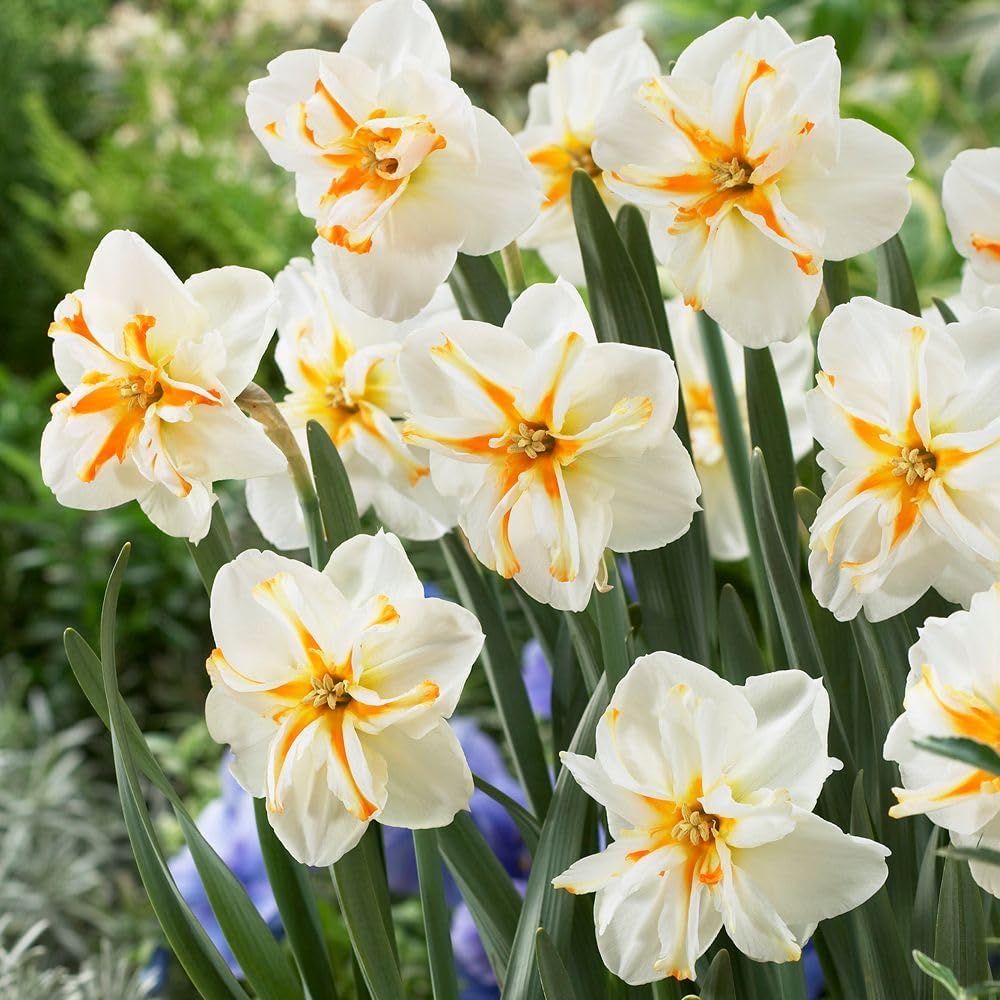Daffodil Trepolo 3 Bulbs Mini Daffodil Hardy Spring Flowers by T&M