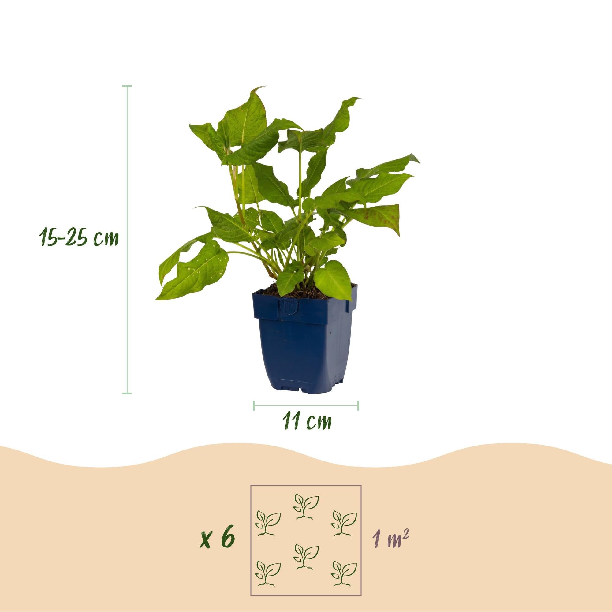 Green boutiQ - Plante vivace - Persicaria amplexicaulis - Renouée - Attire les abeilles et les papillons - Rouge - 24 Plantes - Pot 11cm - Hauteur 15-25cm