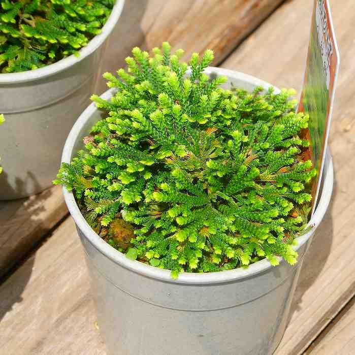 希少　南京絵鉢　南京鉢　岩松　イワヒバ　岩ヒバ　植木鉢　サボテン　アガベ 希少 南京絵鉢 南京鉢 岩松 イワヒバ 岩ヒバ 植木鉢 サボテン