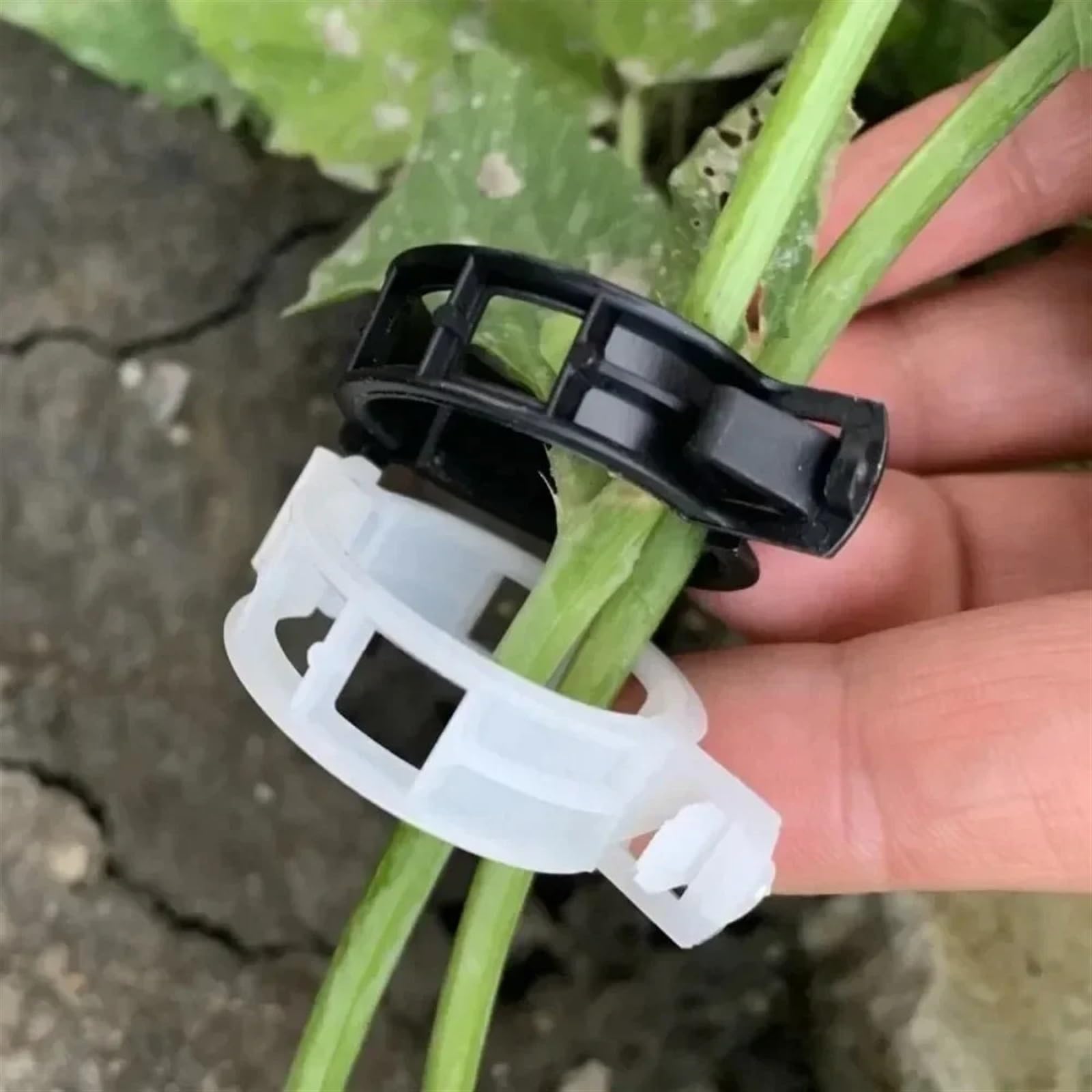 Attaches pour Plantes de Jardin, Clips de Support de Plante en Plastique réutilisables, Multicolores, 10 à 100 pièces, Clip de Vigne de Tomate(Transparent,50PCS)