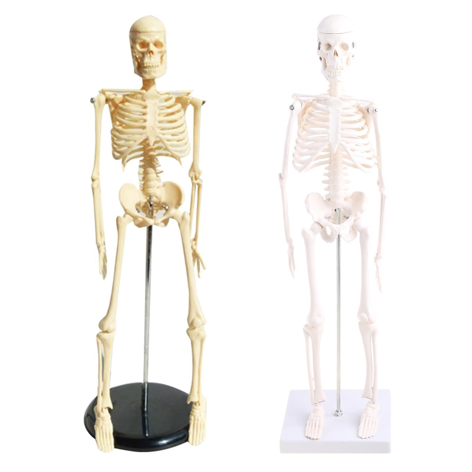 RBRMHM Human Skeleton Model for Anatomy 17'' Human Skeleton Model with Movable Arms Legs Scientific Model for Basic Study