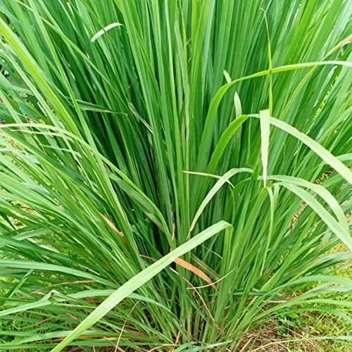 Qauzuy Garden Mosquito Repelling Lemon Grass Plant Seeds 100 Seeds Cochin Malabar Grass Non-Gmo Heirloom Culinary Herb For Planting Garden Outdoor Easy To Grow #TOP3
