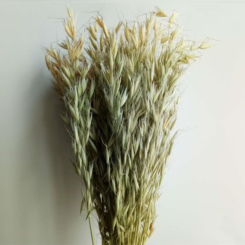 Bouquet de Espigas de Trigo Secas Naturales para Decoración miniatura 6