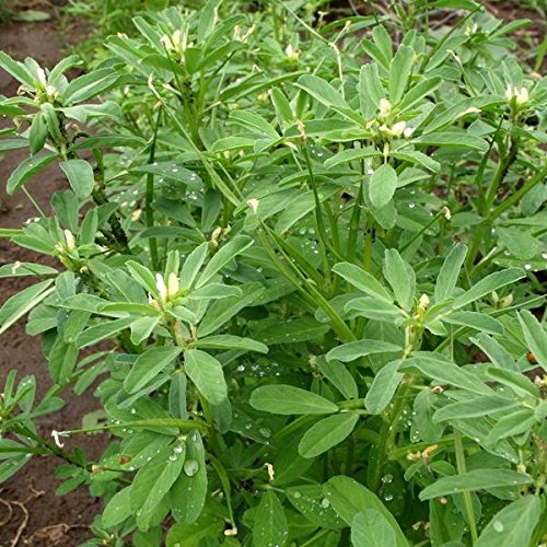 Amazon.com : Palm Beach Medicinal Herbs - Fenugreek (Trigonella  foenum-graecum) - Packet of 50 Seeds : Patio, Lawn & Garden