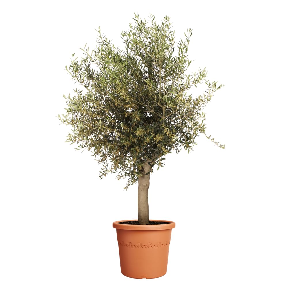 elho Algarve Cilindro 58cm Blumentopf - Terra | ∅ 58 x H 48 cm | für den Außenbereich