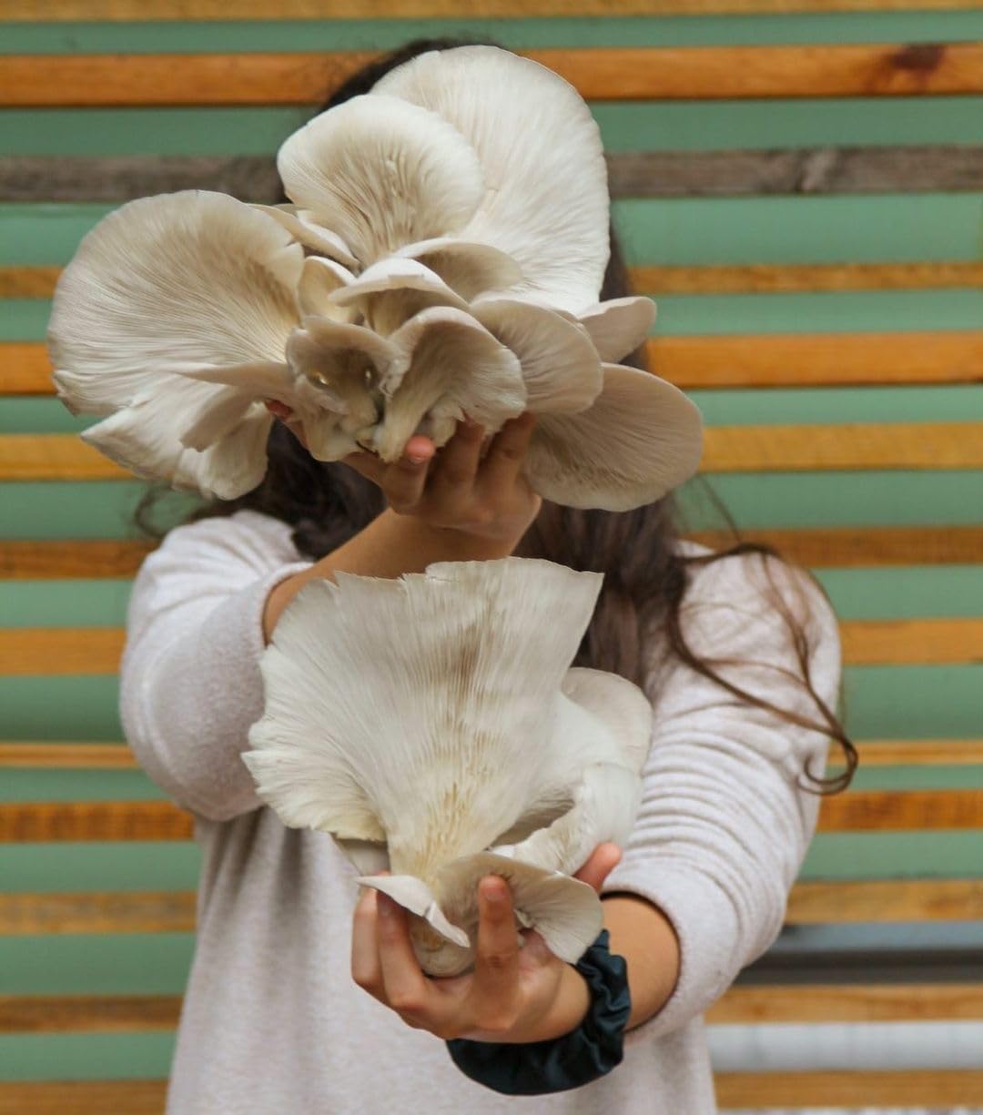 Setas Shiitake Deshidratadas 3x25g Champiñones Secos Comestibles Naturales