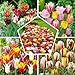 50x Tulpenzwiebeln Mix, Winterhart und Mehrjährig, Mischung aus 15 Sorten, Tulpen 50 Stück fur Garten, Töpfe und Balkon, Winterharte Frühblüher aus Holland (Kein Samen), Holländische Blumenzwiebeln