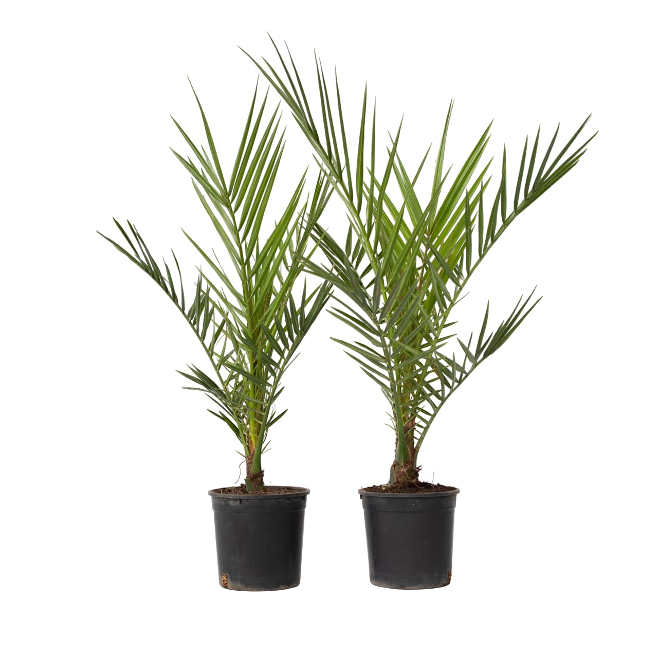Plant in a Box - Phoenix Canariensis - Set di 2 - Palma Dadel delle Canarie - Vaso 15cm - Altezza 50-60cm