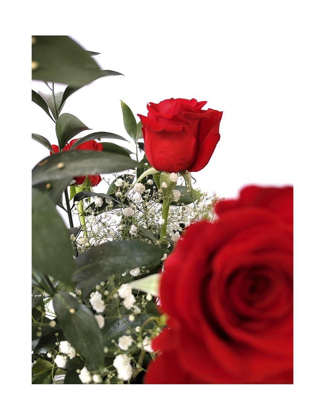 JARDIN202 - Ramo de Rosas Rojas Naturales | Flor Natural | Ramo de rosas rojas frescas | 60cm de alto | Ramo de 6 tallos (Estilo tradicional)