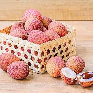 QMXCING 20pcs Lychee Seeds Planting Low-Maintenance Fruit Outdoor Gardens Throughout The Year Adding Color to Your Home Garden