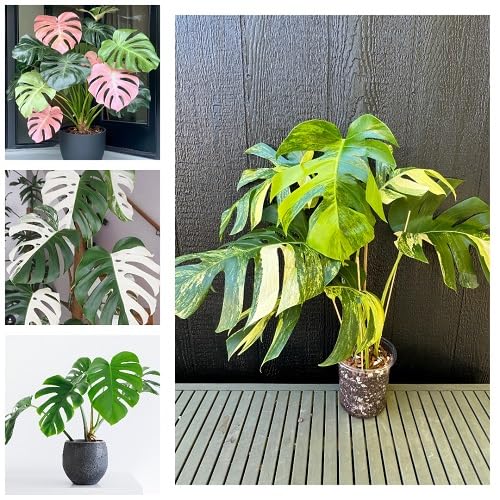 100Pcs Mixed Monstera Plant Seeds