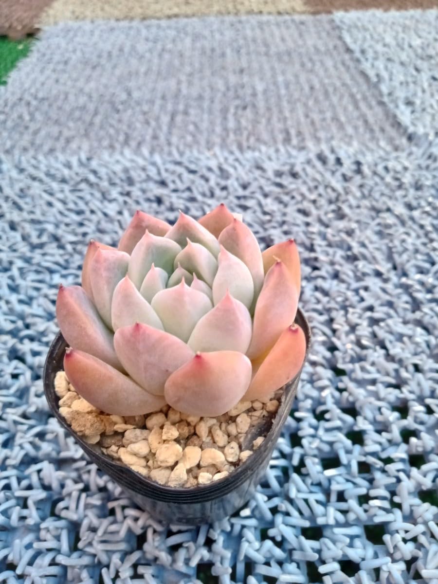 氷山 抜き苗 多肉植物 【公式通販】