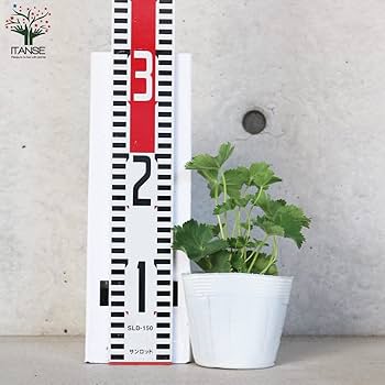 アルケミラ・モリス　２ポット 抜き苗 アルケミラ・モリス 2ポット 抜き苗