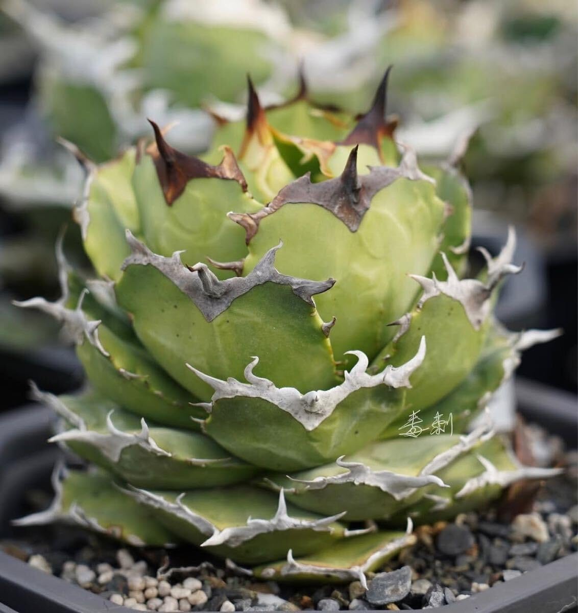 植栽 台湾産アガベ チタノタ 毒刺産 毒刺CA OC アガベ チタノタ 毒刺産