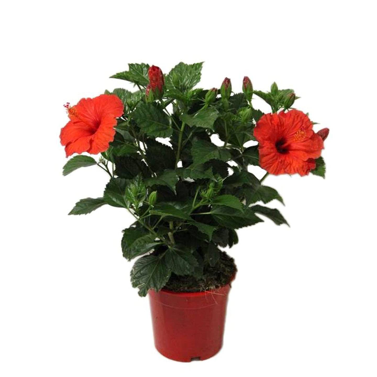 Plantazee Go4Plants Hibiscus/Gudhal Live Flower Plant With Pot. (B096Q792W2) Amazon Price History, Amazon Price Tracker