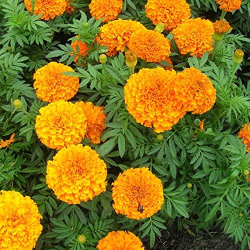 Superiozone Exotic Flower Seeds (Marigold) (B0D95131VD) Amazon Price History, Amazon Price Tracker