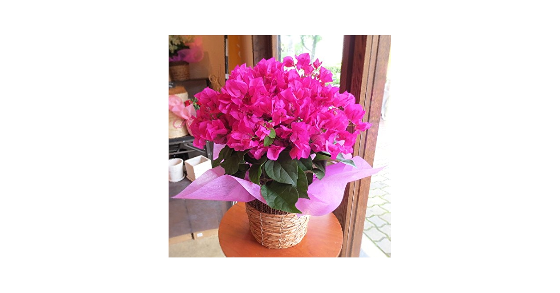 Amazon｜ブーゲンビレア（レッド系）5号鉢サイズ 鉢植え 赤色 ブーゲン