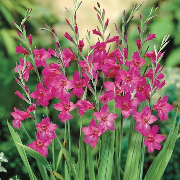 Pink Italicus (Italian) Gladioli Bulbs, Hardy Perennial Spring communis byzantinus Summer Flowers (10)