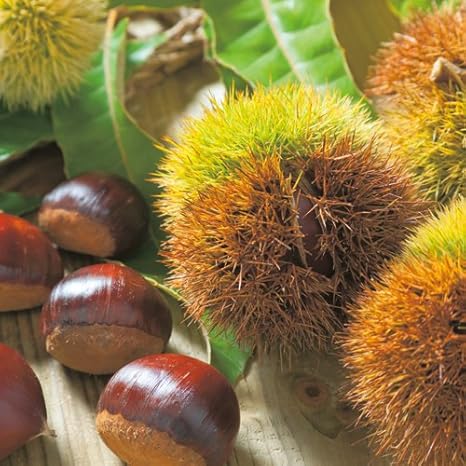 Amazon 栗 クリ の苗木 ぽろたん 果物