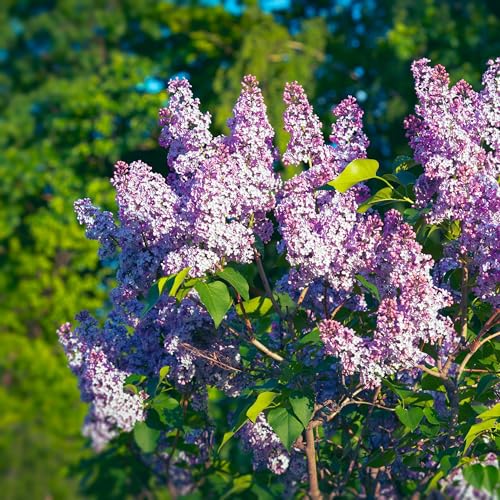Grass Seed for Shady Areas, Ongoing Lilac Issues, Tree Planting Tips