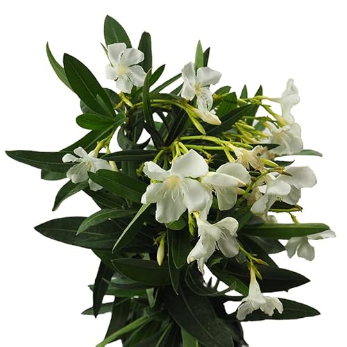 Árbol Natural de Adelfa Blanca Planta Resistente y Fácil de Cuidar