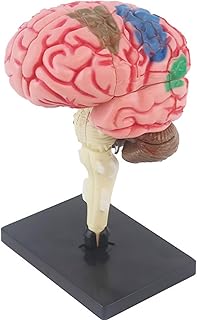 Comprar SUQ Ciencia Puede Modelo de Cuerpo Humano para Niños, Modelo de Anatomía del CerebroHumano, Kit Extraíble de Ciencia del Cuerpo Humano para Niños de Edad 6+, Cerebro