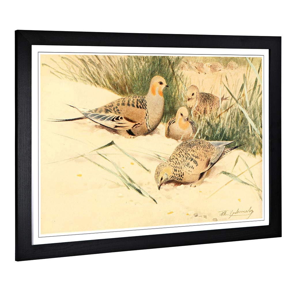 Big Box Art Framed Print of Vintage W Kuhnert Pallas's Sandgrouse Design | Wall Art Picture | Home Decor for Kitchen, Living Room, Bedroom, Hallway, Black, A2 / 24.5x18 Inch / 62x45cm