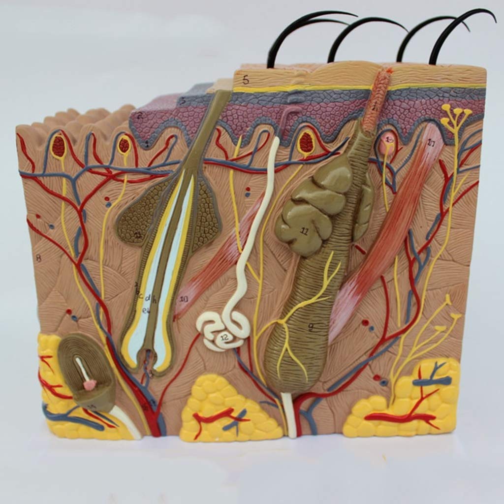 Modele medyczne skóry o powiększeniu 50 x , medyczny Modele medyczne skóry anatomicznej , materiał PCW struktura tkanki ludzkiej skóry powiększony Modele medyczne anatomiczny , do nauki ekspozycji modelu medycznego