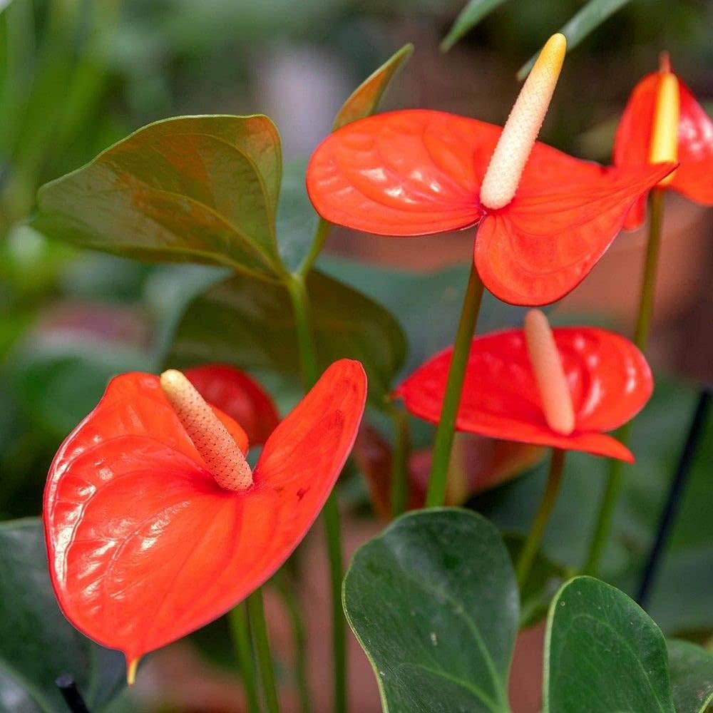 TRICONE F1 Hybrid Anthurium Red | Andraeanum Flamingo Flower 100-250 Seeds Pack (B0CN35NF3L) Amazon Price History, Amazon Price Tracker