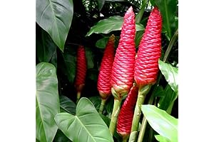 2 Awapuhi Shampoo Ginger Rhizomes for Planting