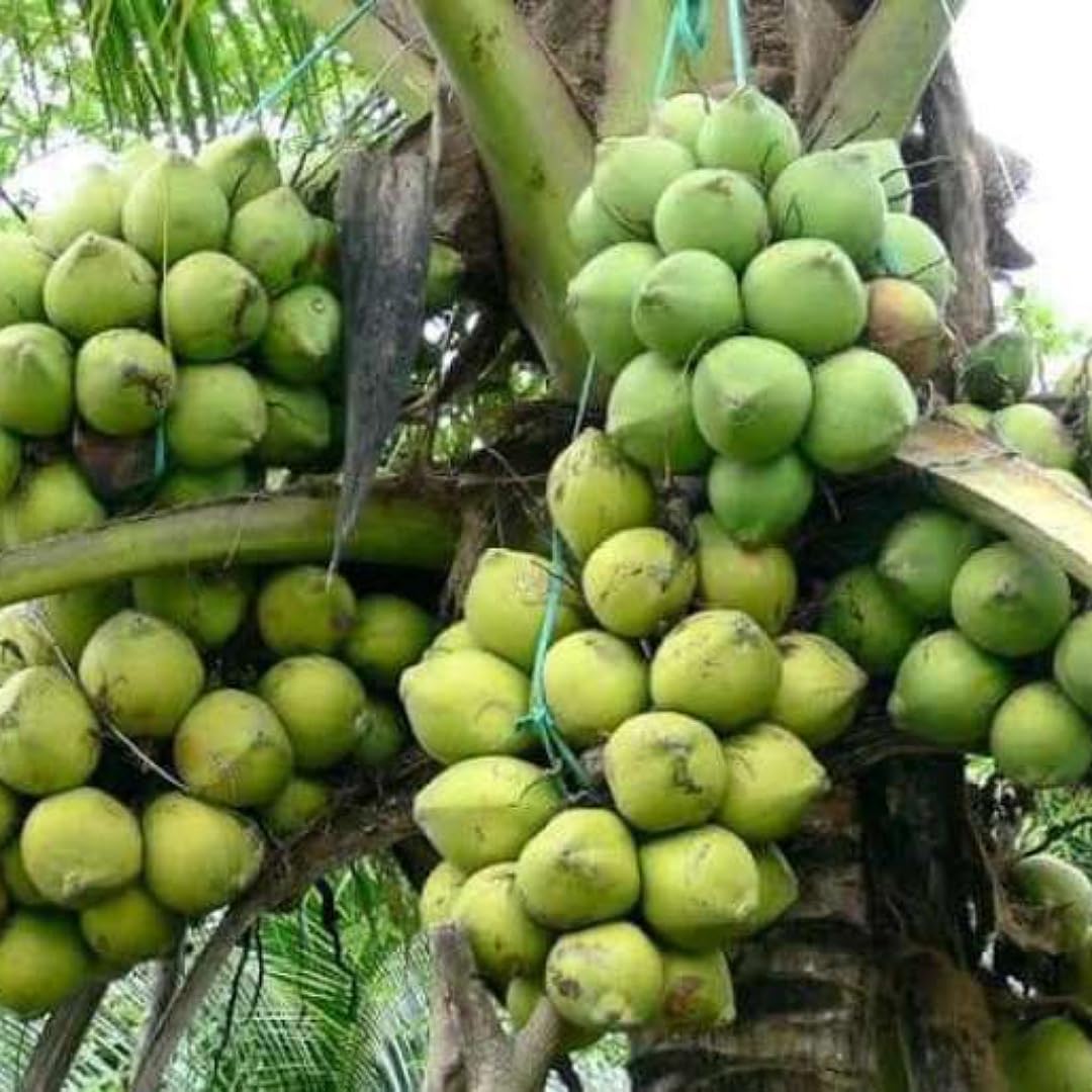 Generic Malaysian Dwarf Coconut Plant, Outdoor, 1 Pack Pack of 1 - Image 1