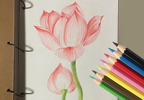 Miniatura 6 de S & E TEACHER'S EDITION Lápices de colores, 240 unidades, juego de lápices de colorear para adultos y niños, lápices de dibujo para bocetos, lápices