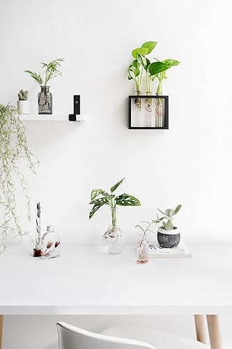 Miniatura 2 de Mkono - Maceta de cristal para colgar en la pared o mesas terrario moderno en soporte de madera para reproducción de plantas hidropónicas decoración
