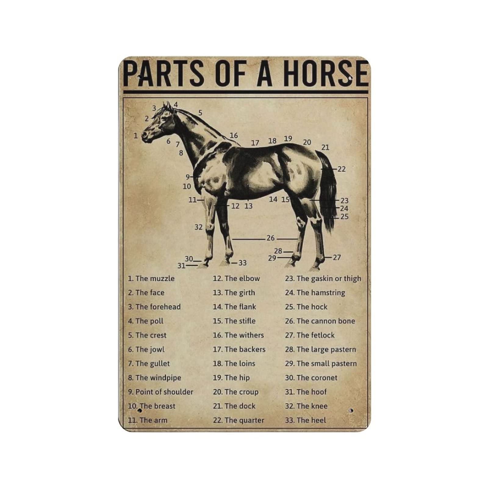 AOOEDM Parts of A Horse Knowledge Metal Tin Signs for Man Cave Funny Art Wall Plaque Kitchen Bar Sign Coffee Shop Garage Wall Decor Hanging Decor