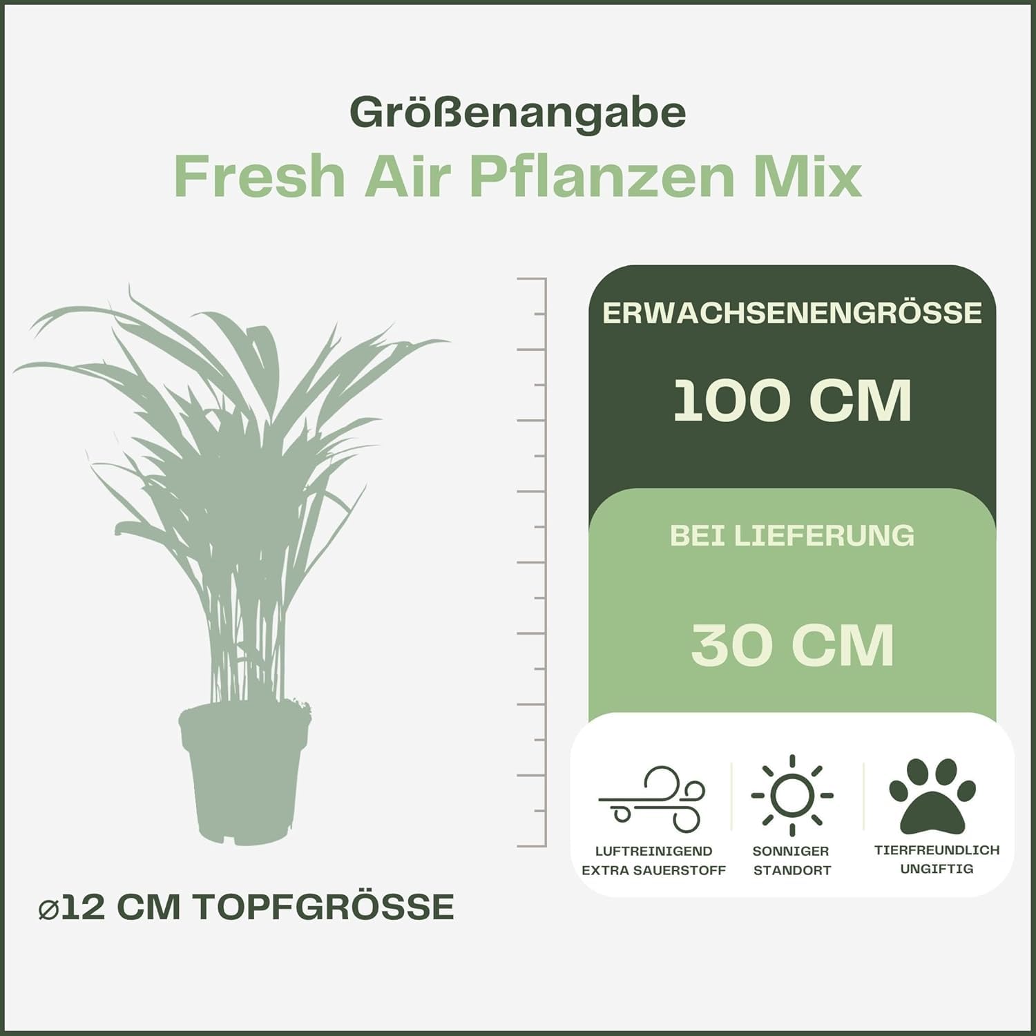 Happy Plants Plantes d'intérieur purificatrices d'air avec pot - 4 pièces plantes vertes