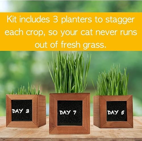 Miniatura 3 de Hierba para gatos de interior con 3 macetas de madera, semillas orgánicas certificadas y tierra. Regalos para gatos que les encantarán. Kit de