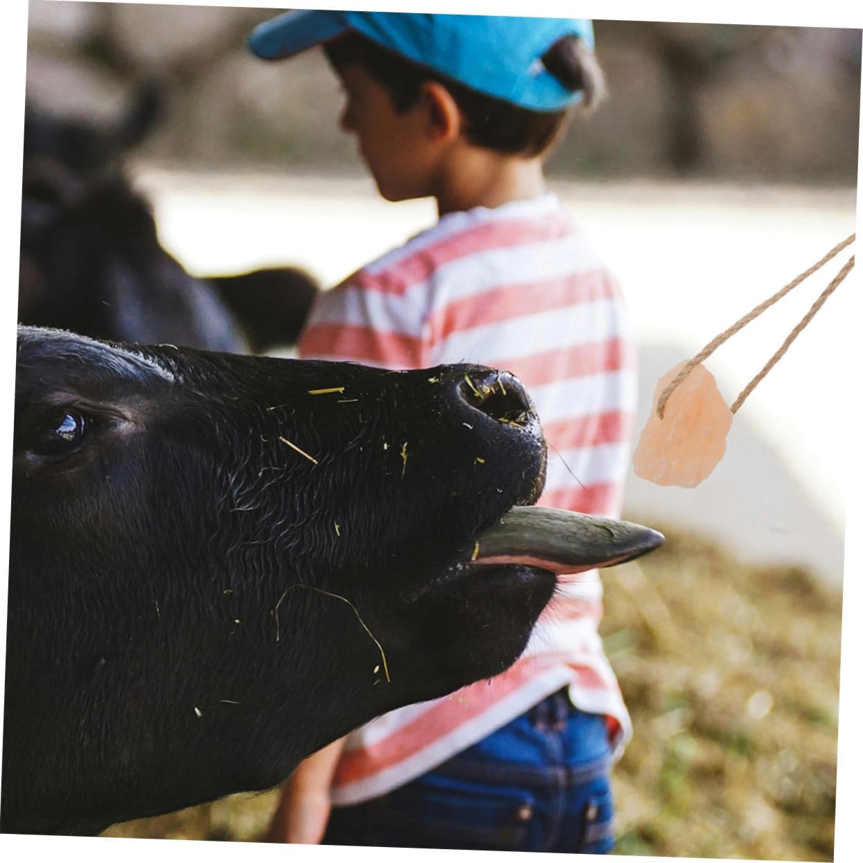 BESPORTBLE 12pcs Salt Lick Blocks Cows Deer Mineral Rich Salt Blocks with Holder Easy to Distribute Lick for Livestock