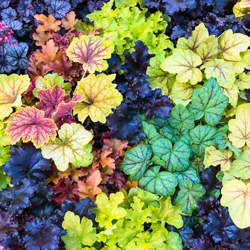 2 Heuchera Live Plants, Coral Bells Heuchera Perennials for Outdoor Garden, Shade Border, Containers, 4-6” Tall Well-Rooted (Mix Heuchera) 2 Heuchera Live Plants, Coral Bells Heuchera Perennials for Outdoor Garden, Shade Border, Containers, 4-6” Tall Well-Rooted (Mix Heuchera)