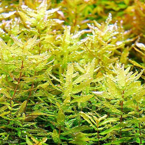 Amazon.co.jp: （水草）ロタラ マクランドラ グリーン（水上葉）（無