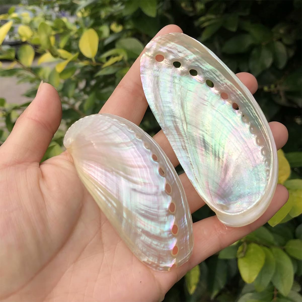 Amazon.co.jp: 白アワビの貝殻 6-9cm 貝殻 希少 天然 海浜産