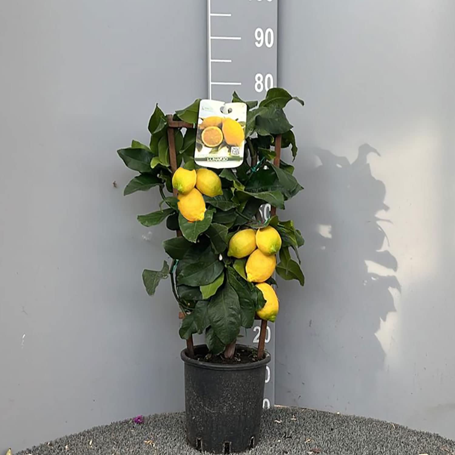SAVINI VIVAI Pianta di Limone Albero Agrumi Lunario Limone a Spalliera in Vaso da 20 cm altezza 60-70 cm di 2-3 Anni di Innesto Made Italy