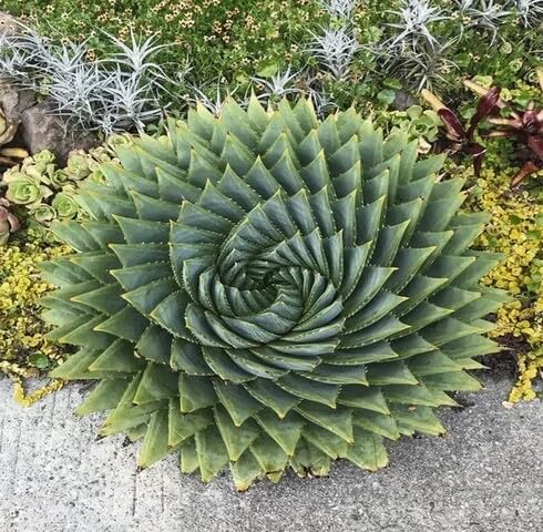 Fresh 100pcs Green Aloe Polyphylla Plant Seeds
