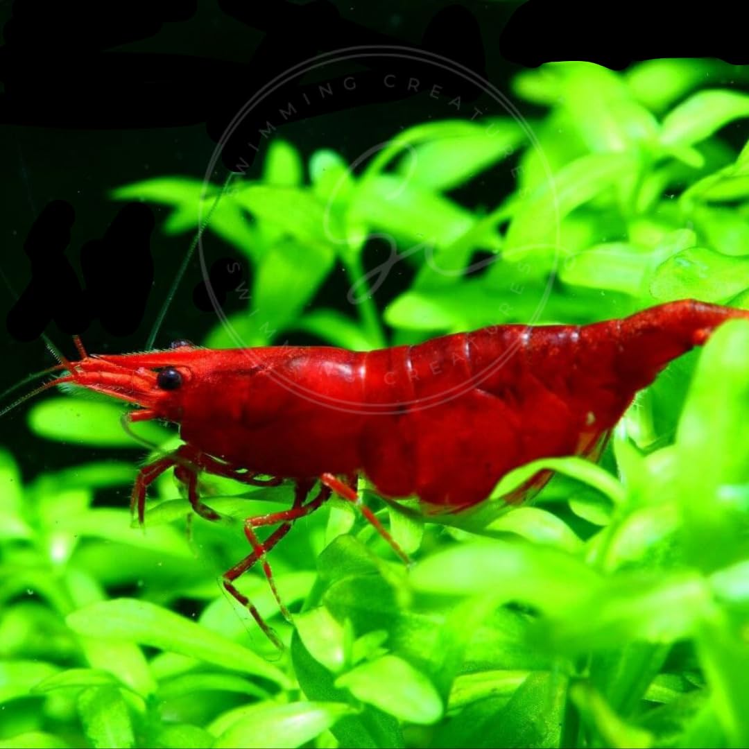 Swimming Creatures™ Freshwater Aquarium Shrimp - A Perfect Combo to Brighten Your Aquarium! (10 Premium RED)