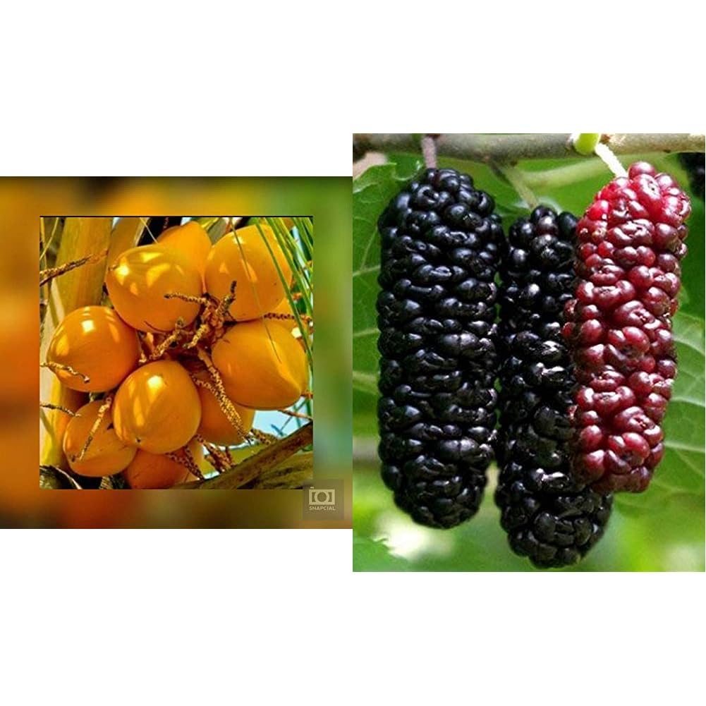 Nature Valley High Yield Hybrid Rare Coconut Live Plant - Dwarf Coconut" Yellow Malayan" Live Plant Kerala Coconut Tree Plant & Creative Farmer Creative Farmer Exotic Dwarf Mulberry Plant