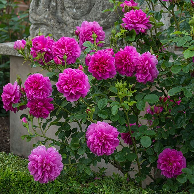 See full amazon price history chart for PlantaZee Rare Grafted English Rose Plant" Princess Anne" Pink Color Double rose 1 Healthy Live Plant PlantaZee Rare Grafted English Rose Plant" Princess Anne" Pink Color Double rose 1 Healthy Live Plant (B09W625Z7R) Amazon Price History, Amazon Price Tracker