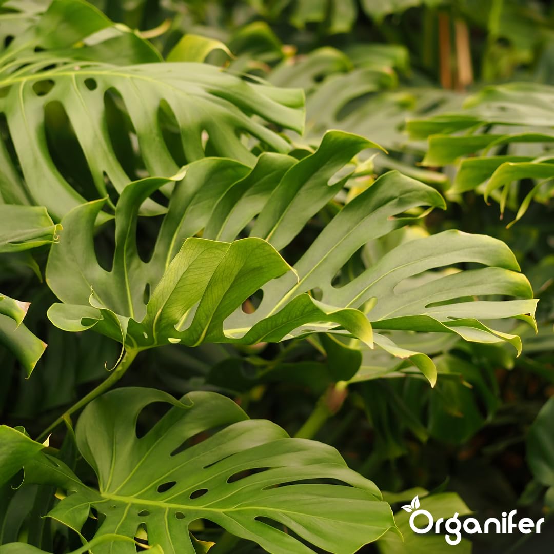 Monstera Flüssigdünger - 10L - NPK 3-4-3 | Flüssig-Pflanzendünger Für Große Zimmerpflanzen Und Dekorative Tropicals - Organifer